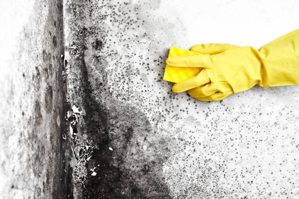 Best Attic Mold Removal  in Vadnais Heights, MN