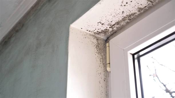 Best Commercial Mold Removal  in Vadnais Heights, MN