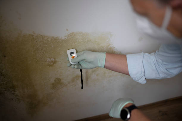 Best Mold Removal Company Near Me  in Vadnais Heights, MN