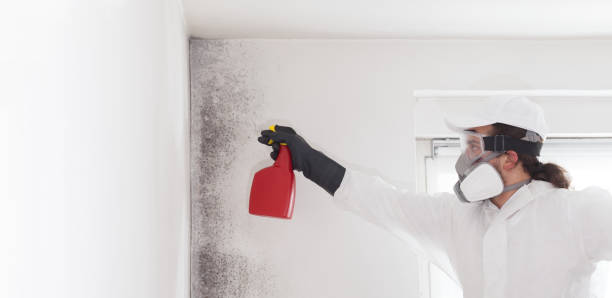 Certified Mold Removal in Vadnais Heights, MN