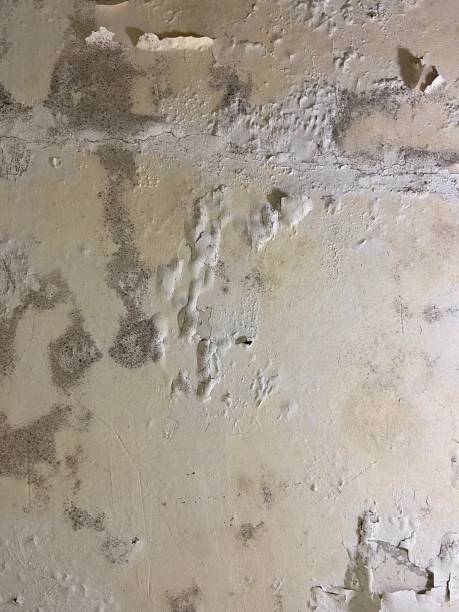 Best Local Mold Removal Service  in Vadnais Heights, MN