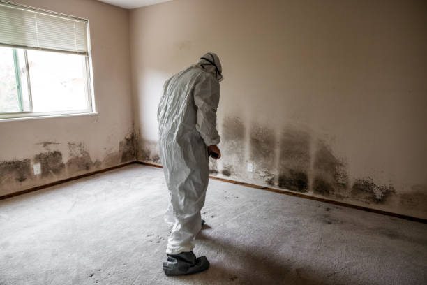 Best Toxic Mold Removal  in Vadnais Heights, MN