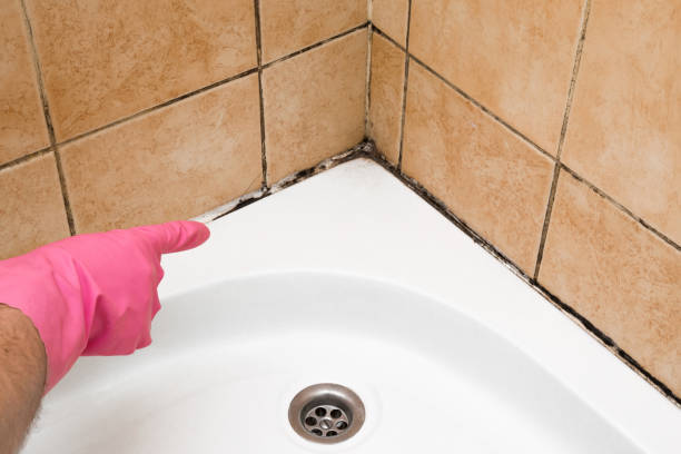 Best Mold Removal Near Me  in Vadnais Heights, MN